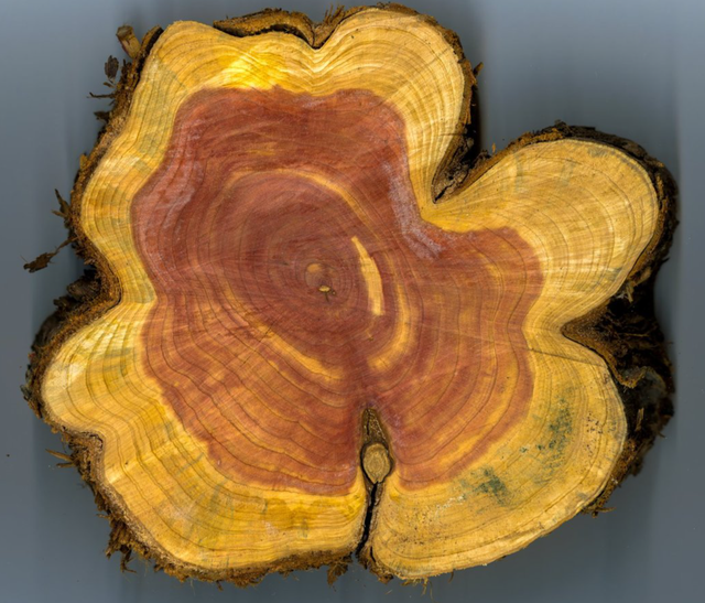 Digitization process preview