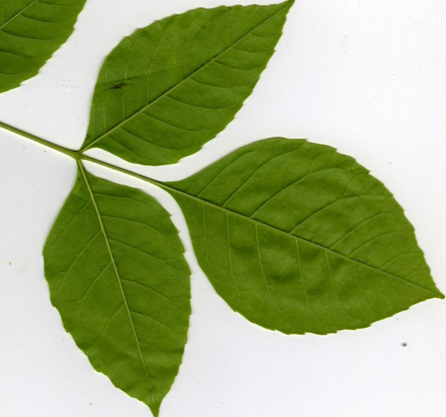 Green ash specimen preview