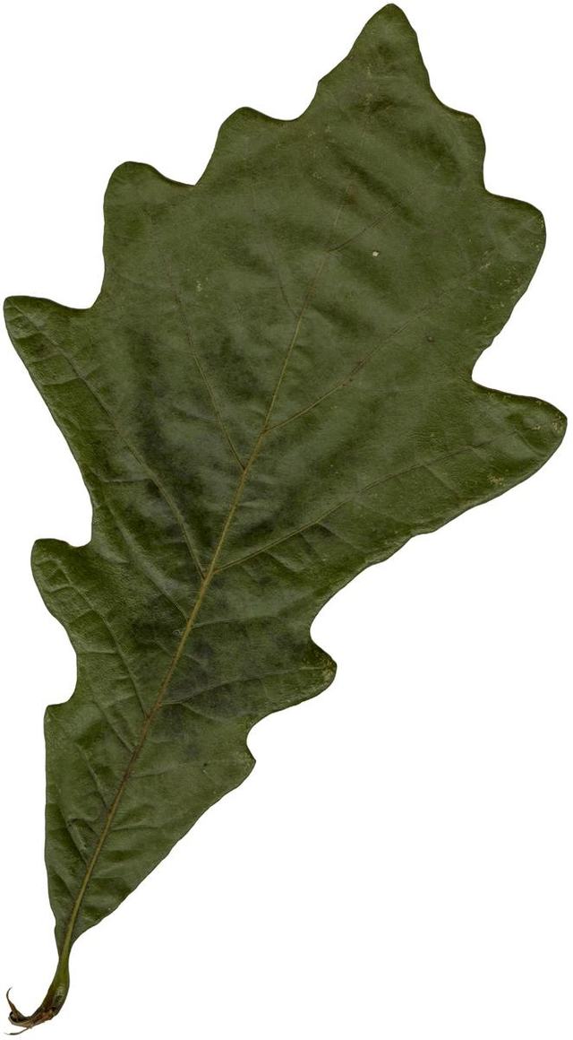 Oak specimen preview