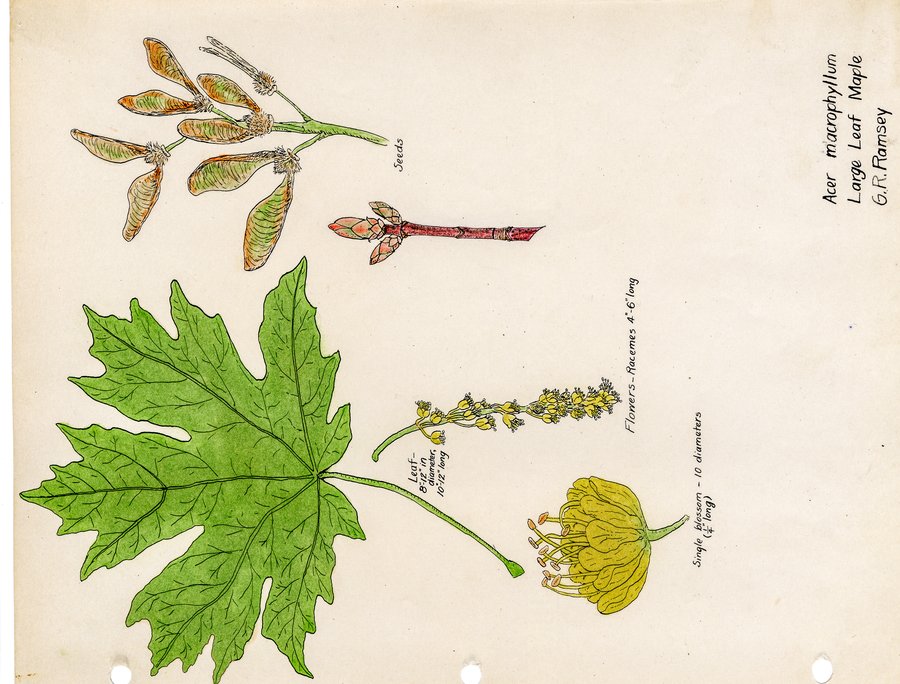 Ramsey illustration of Acer macrophyllum (Bigleaf Maple)
