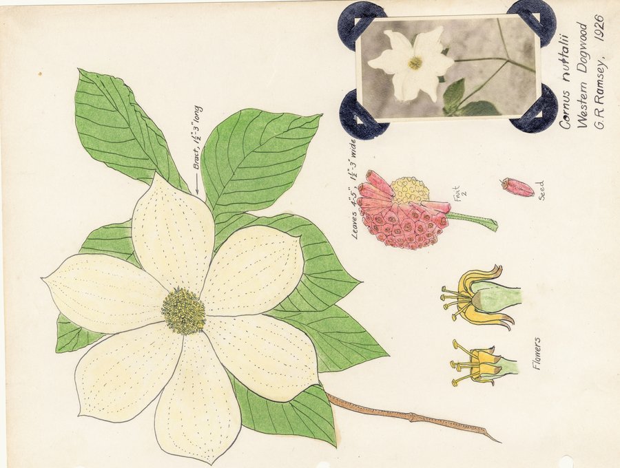 Ramsey illustration of Cornus nuttallii (Pacific Dogwood)