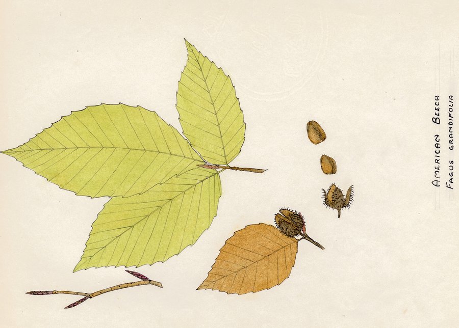 Ramsey illustration of Fagus grandifolia (American Beech)