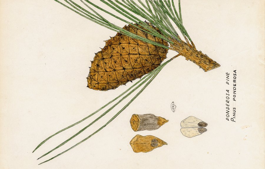 Ramsey illustration of Pinus ponderosa (Ponderosa Pine)