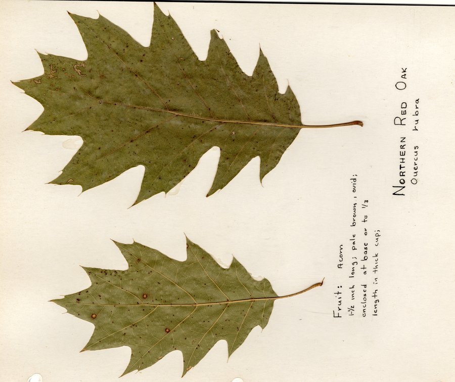Ramsey illustration of Quercus rubra (Northern Red Oak)