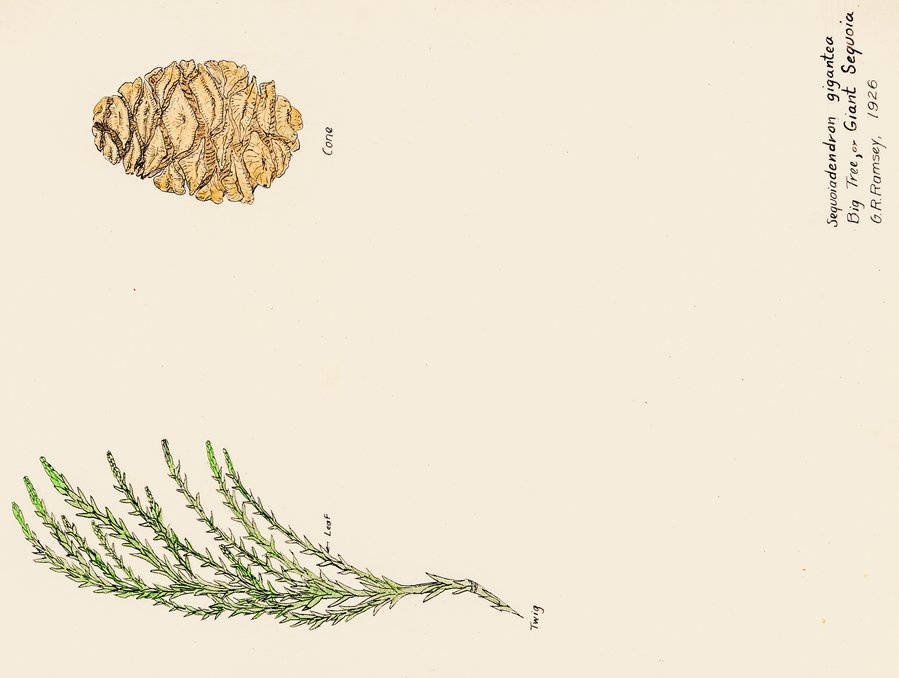 Ramsey illustration of Sequoiadendron giganteum (Giant Sequoia)