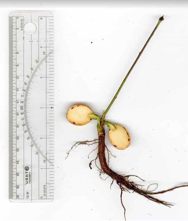 White oak seedling scan